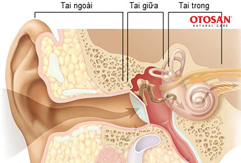 Tất tần tật các bệnh về tai thường gặp và giải pháp điều trị