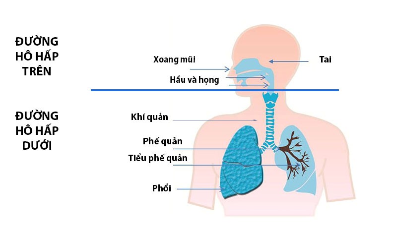 Cấu tạo của hệ hô hấp ở trẻ em và người lớn